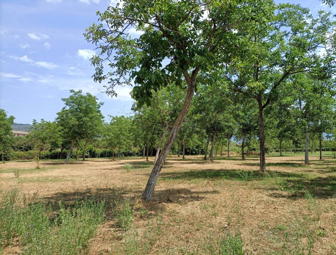Terreno