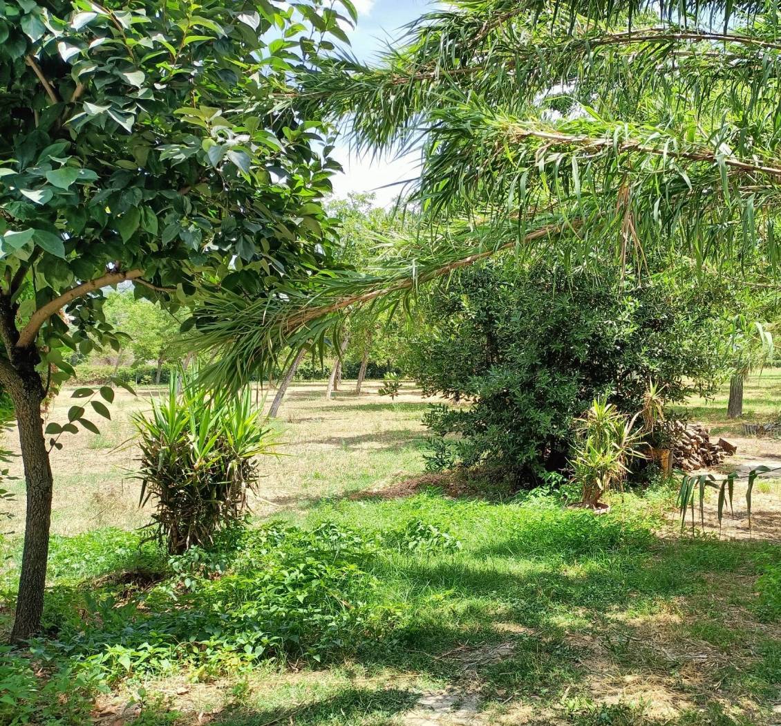 Giardino
