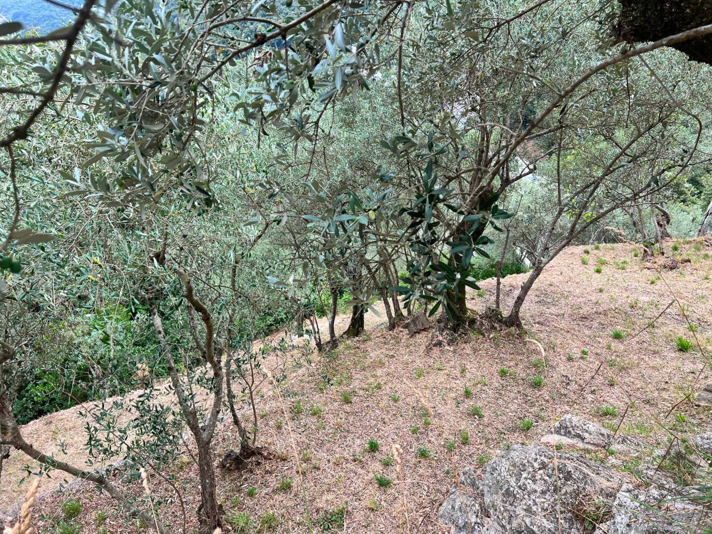 Terreno