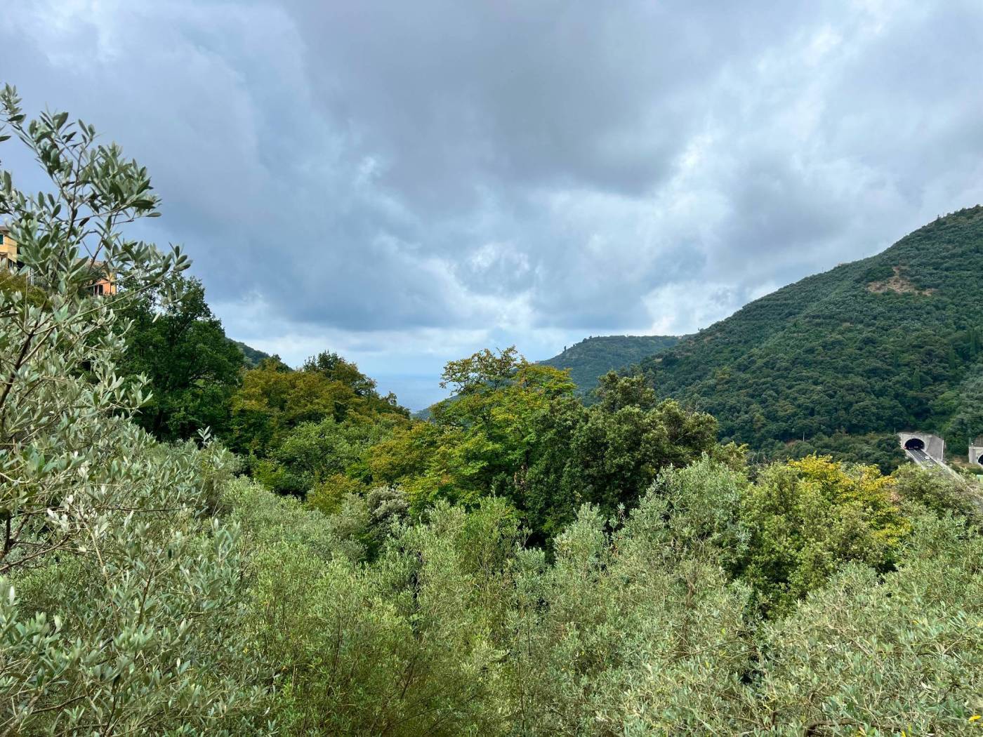 Vista