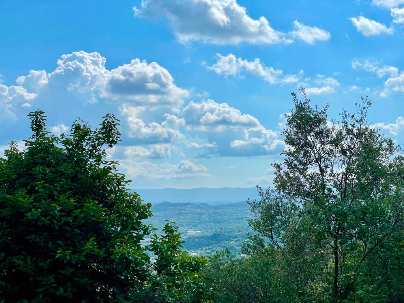 Vista