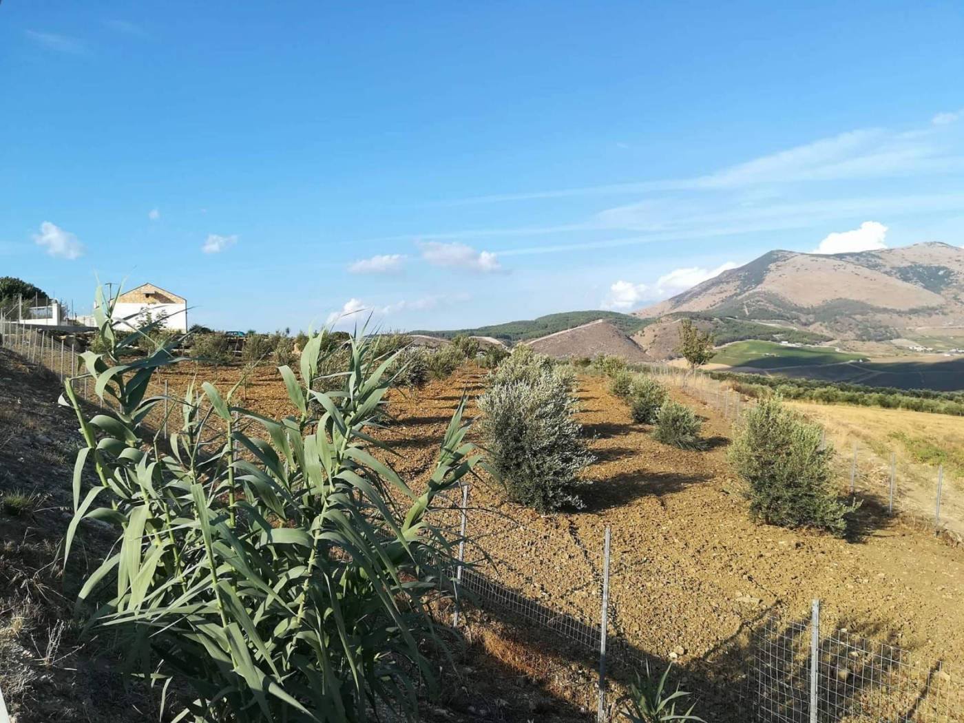 Terreno