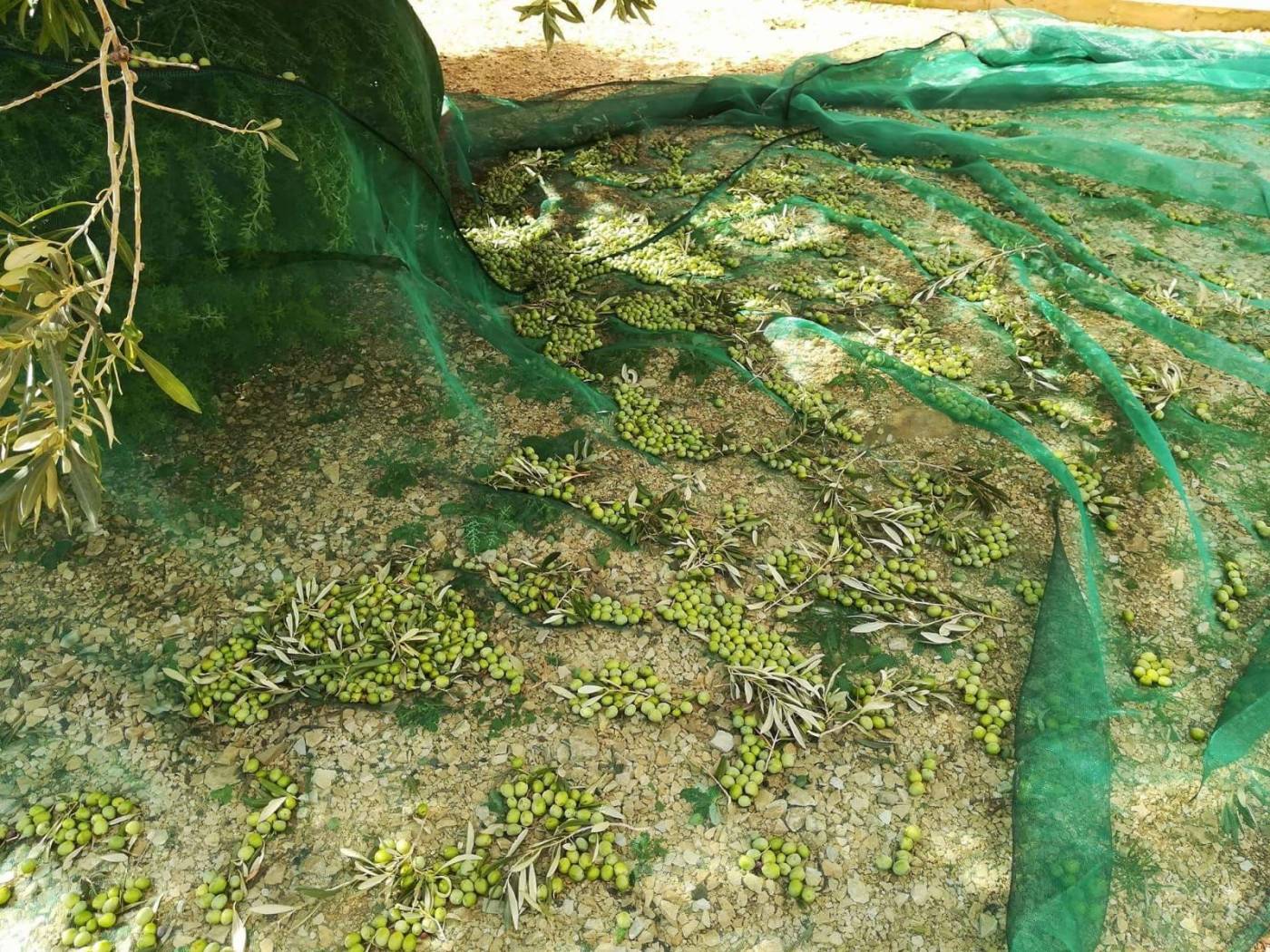 Terreno