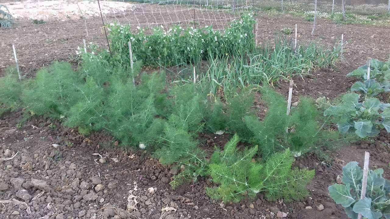 Terreno