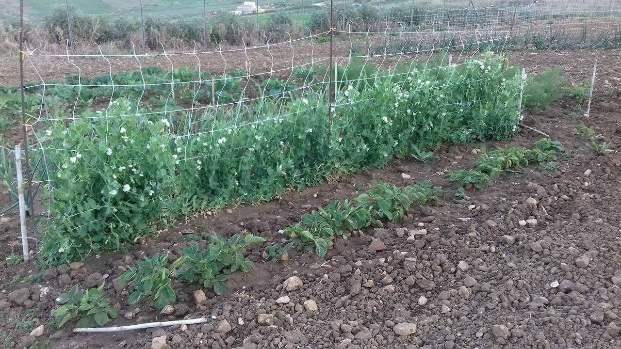 Terreno