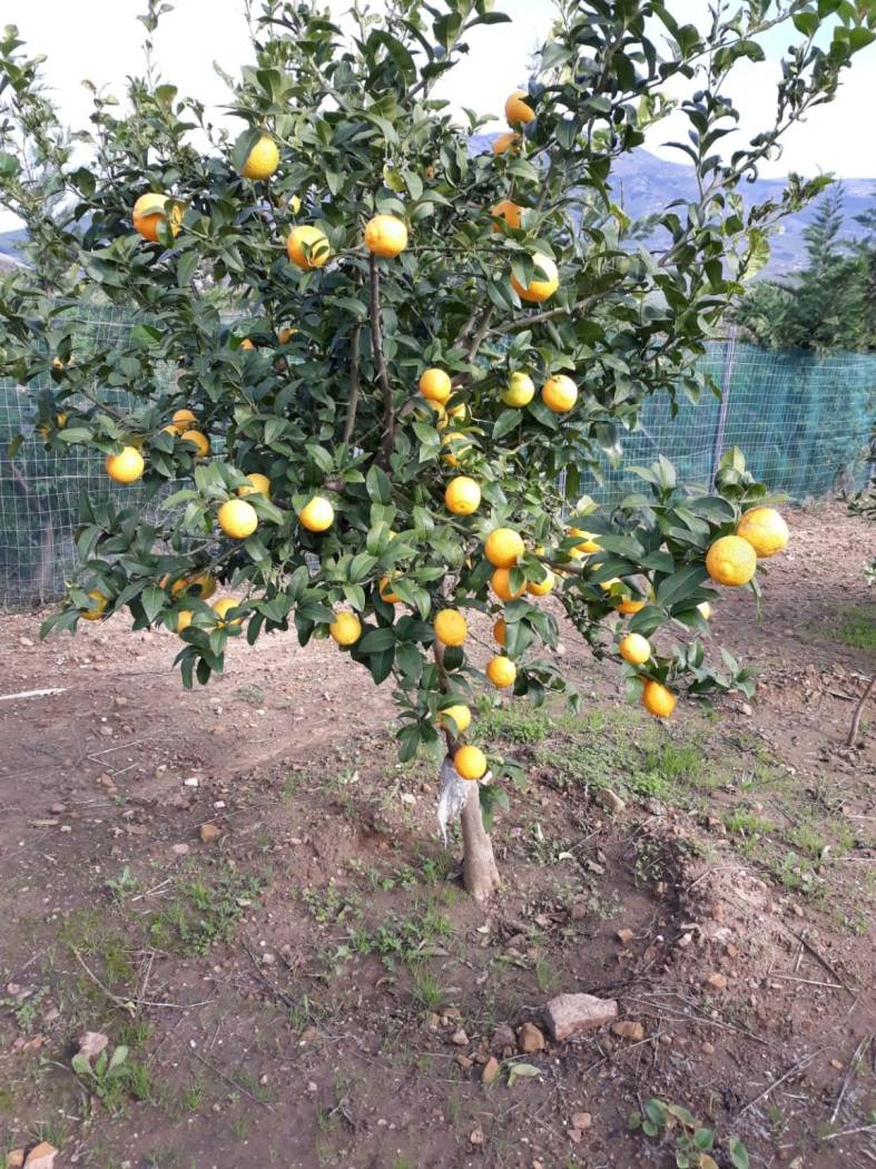 Terreno