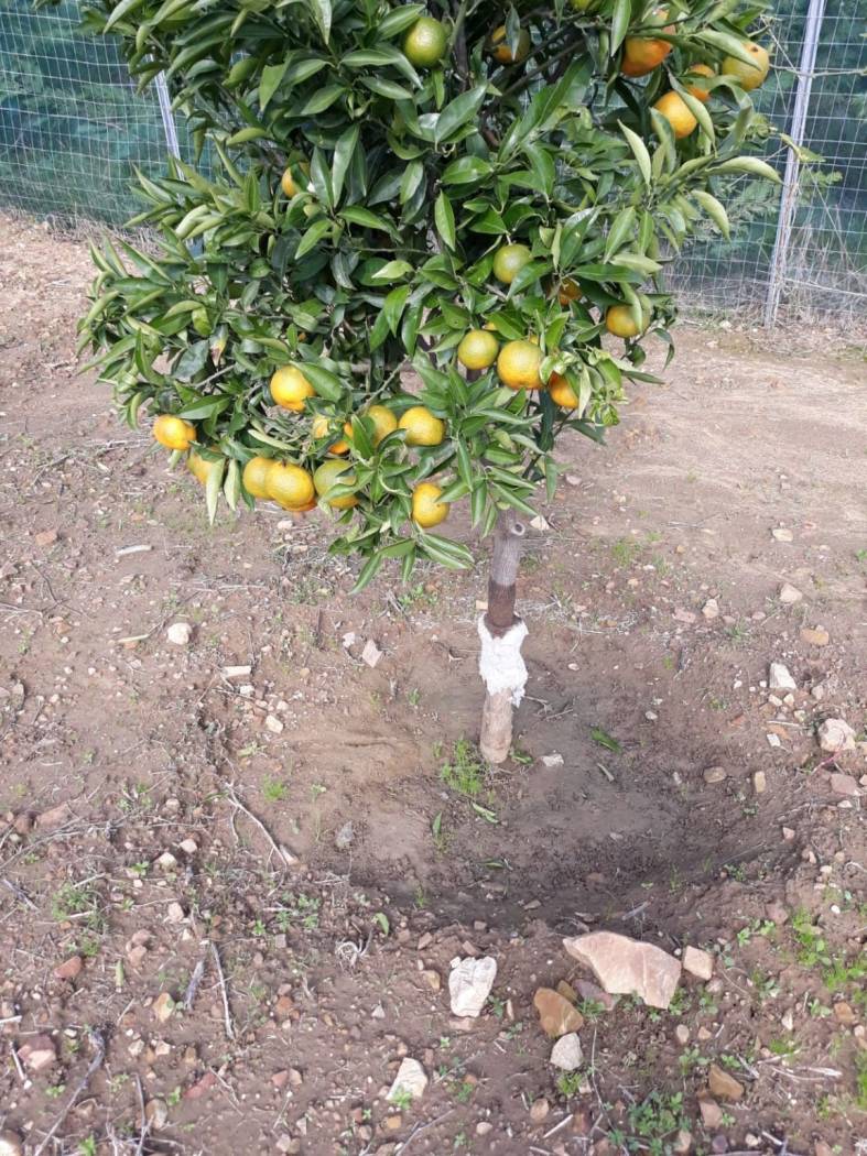 Terreno