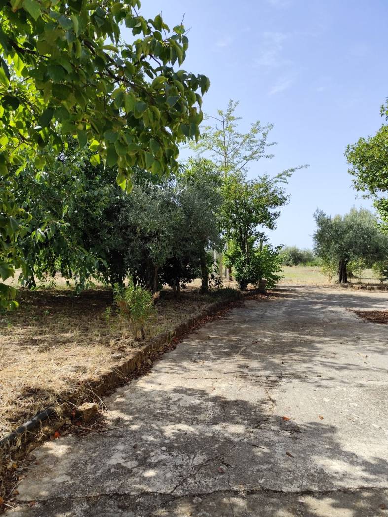 Terreno