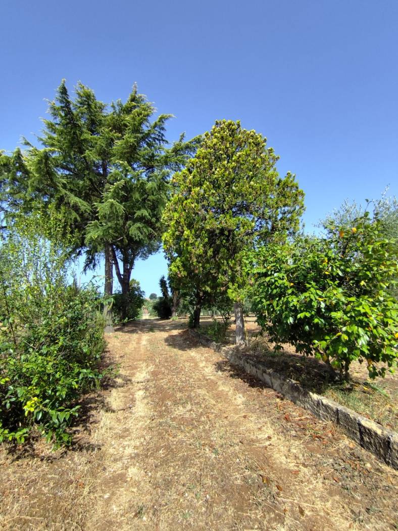Terreno