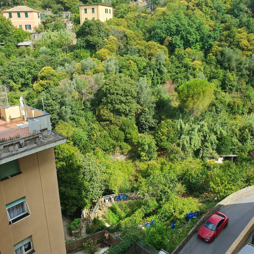 Vista