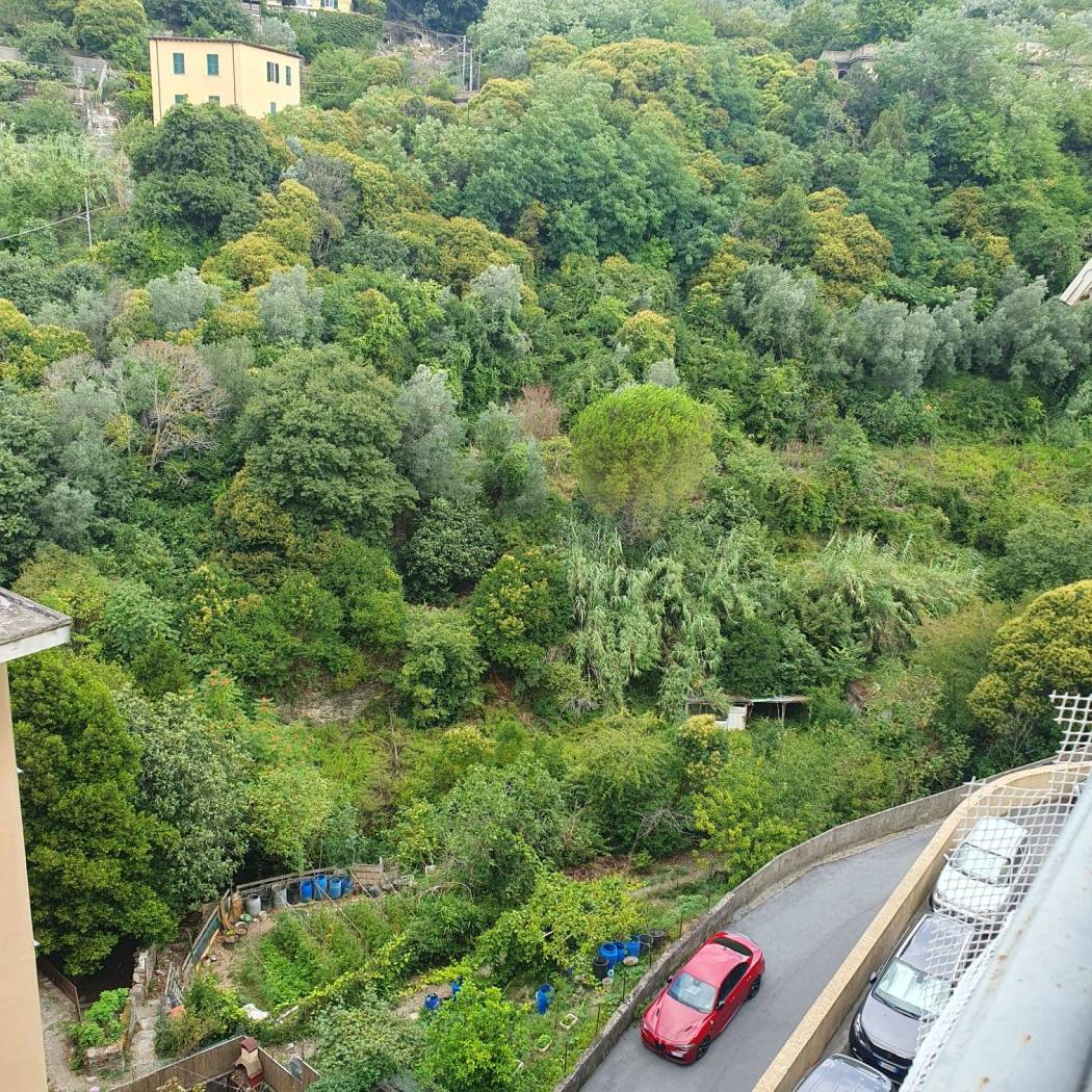 Vista