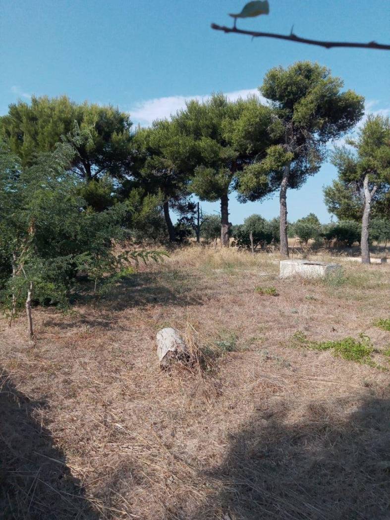 Terreno