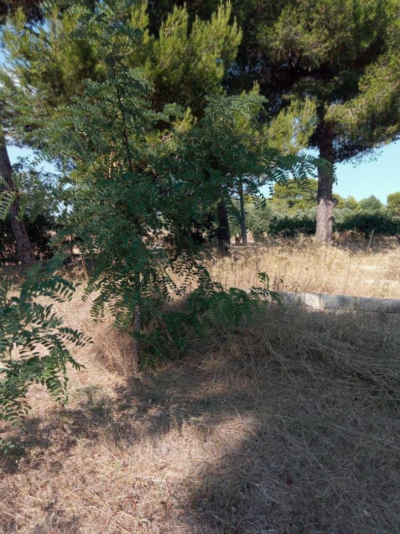 Terreno