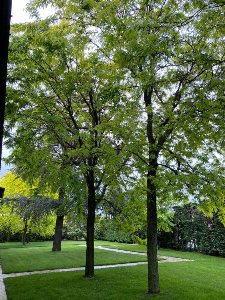 Giardino