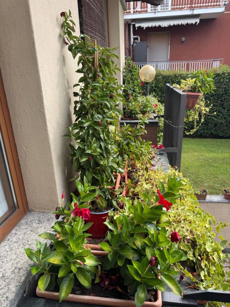 Balcone