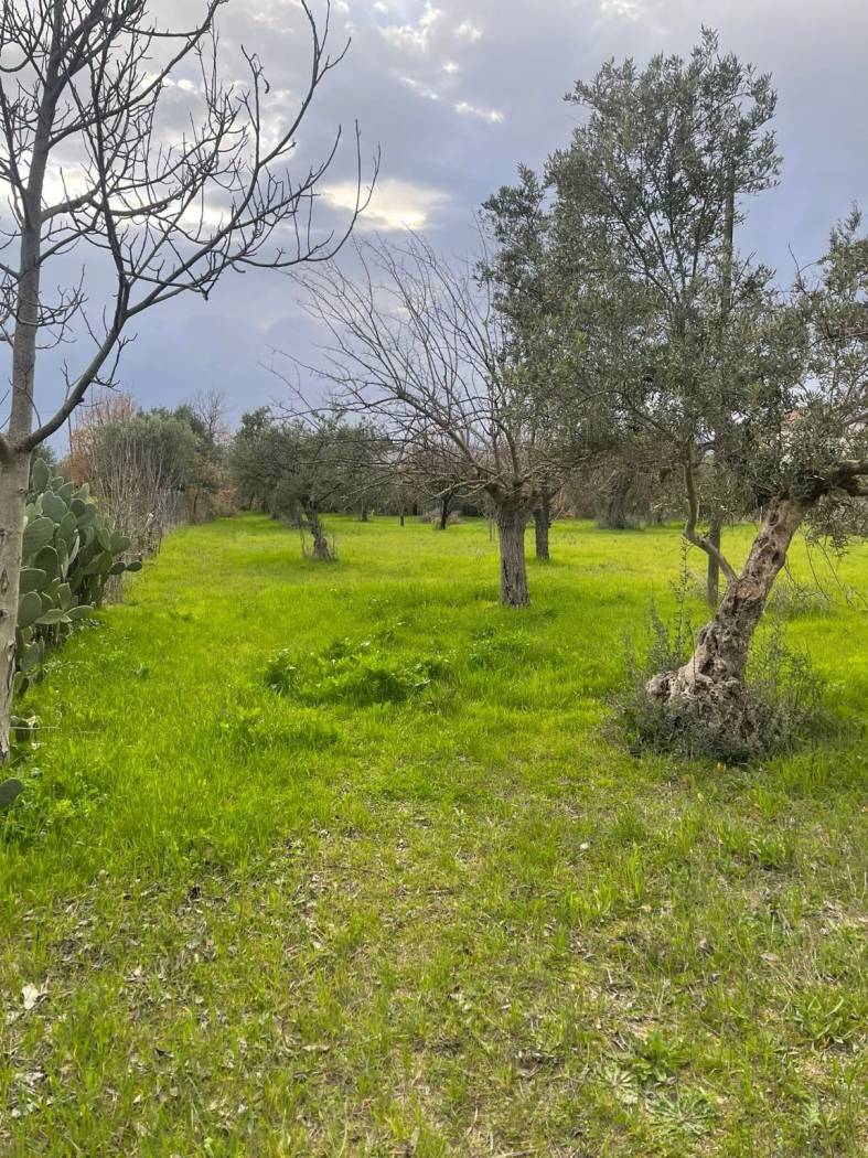 Terreno