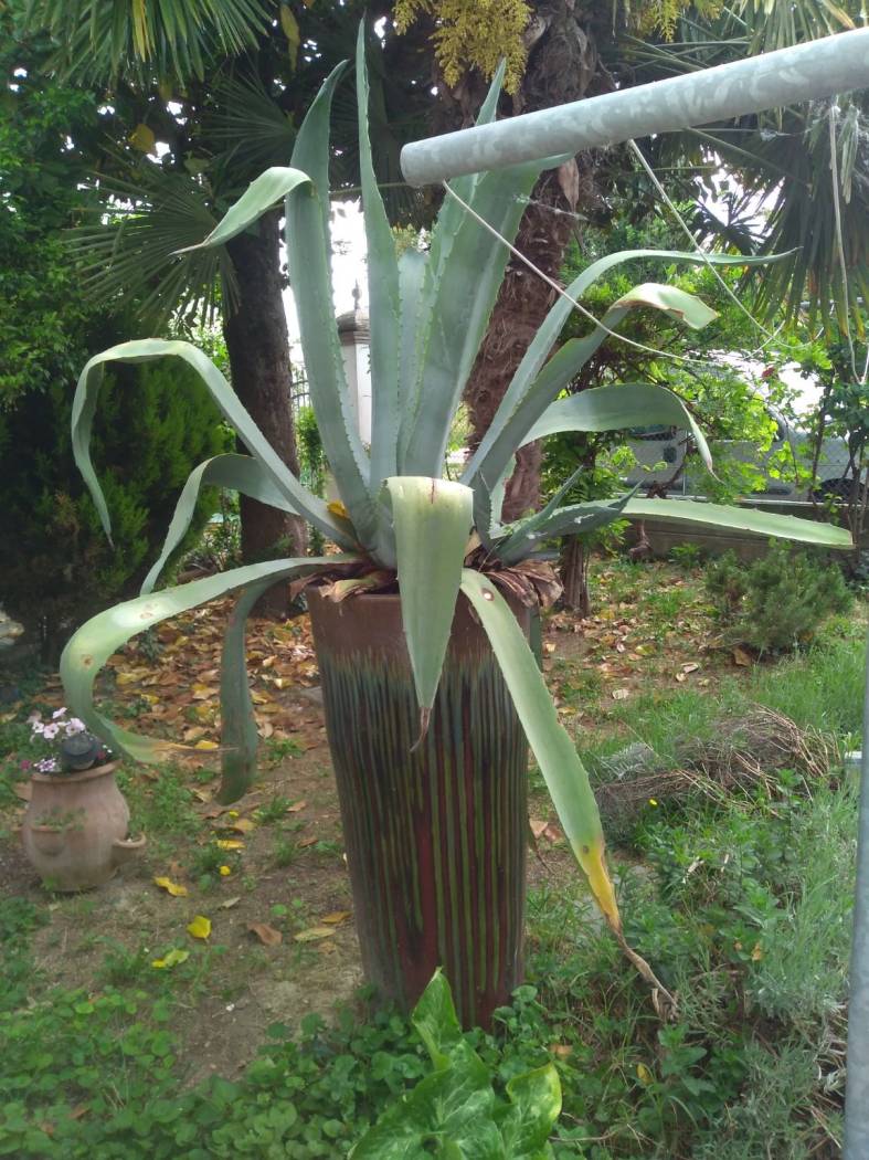 Giardino