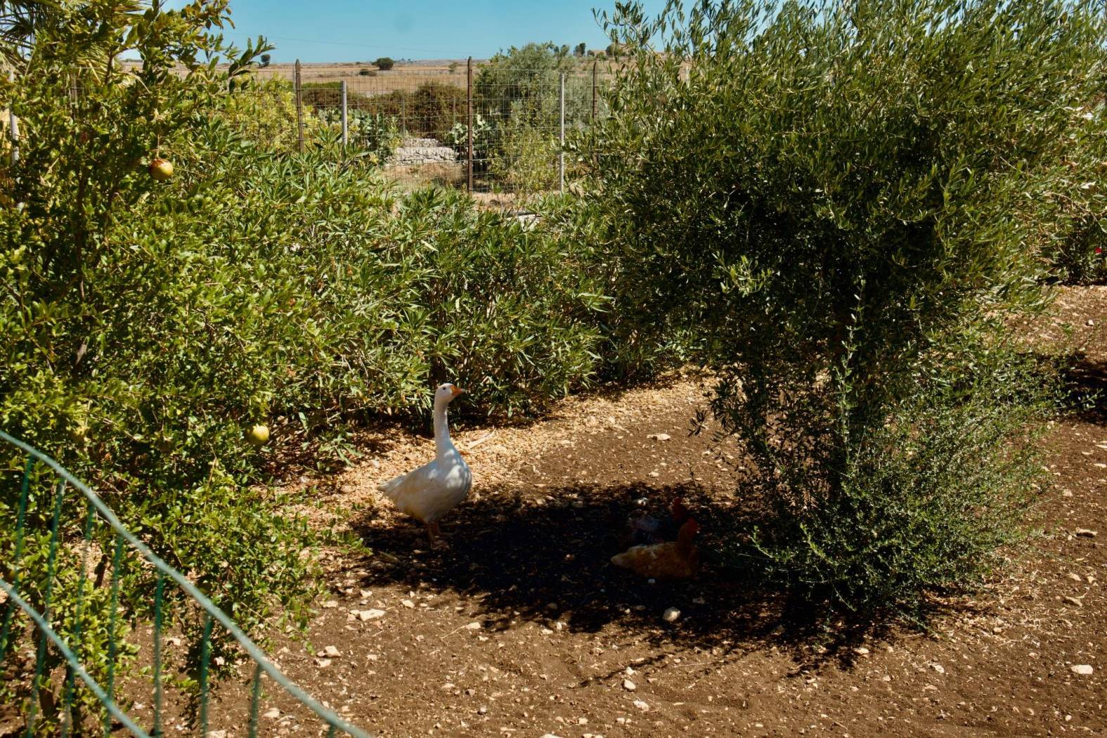 Terreno
