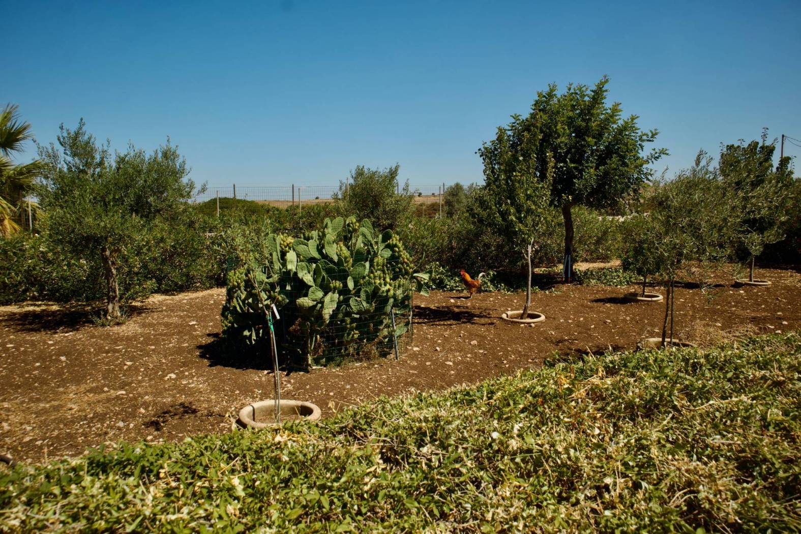 Terreno