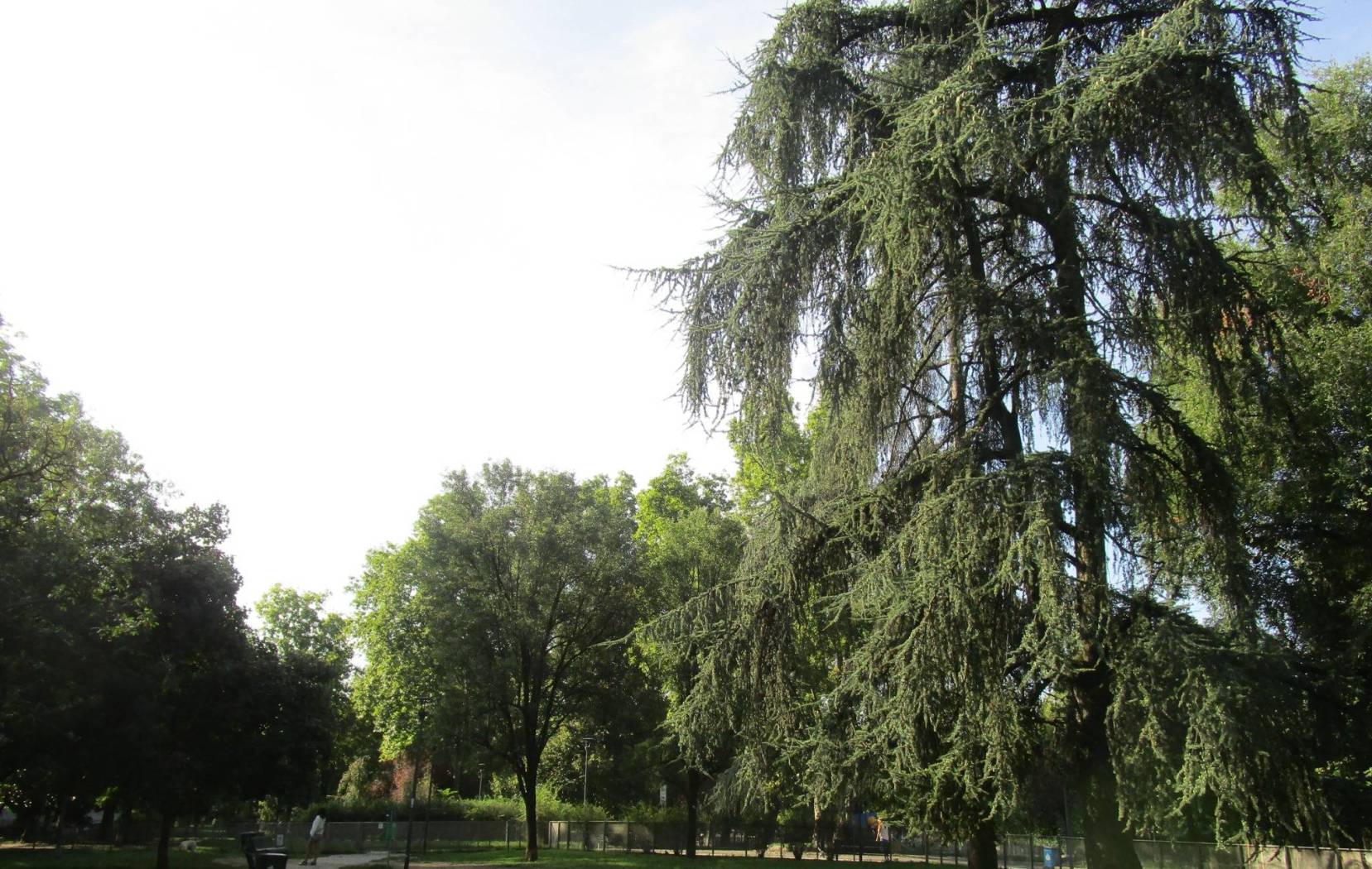 Zona
