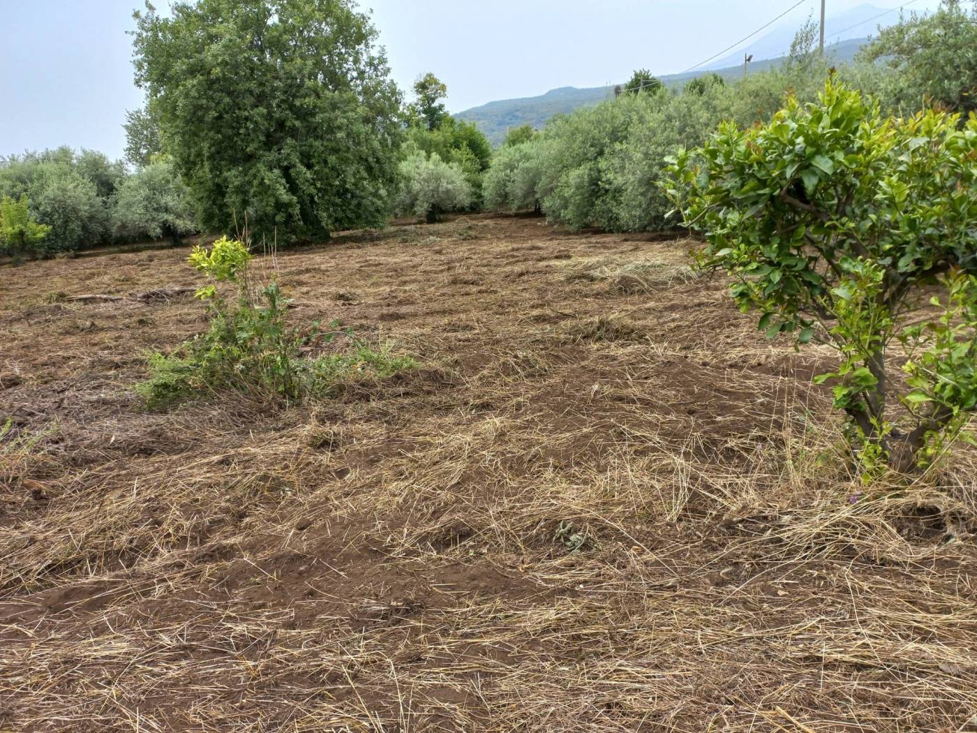 Terreno