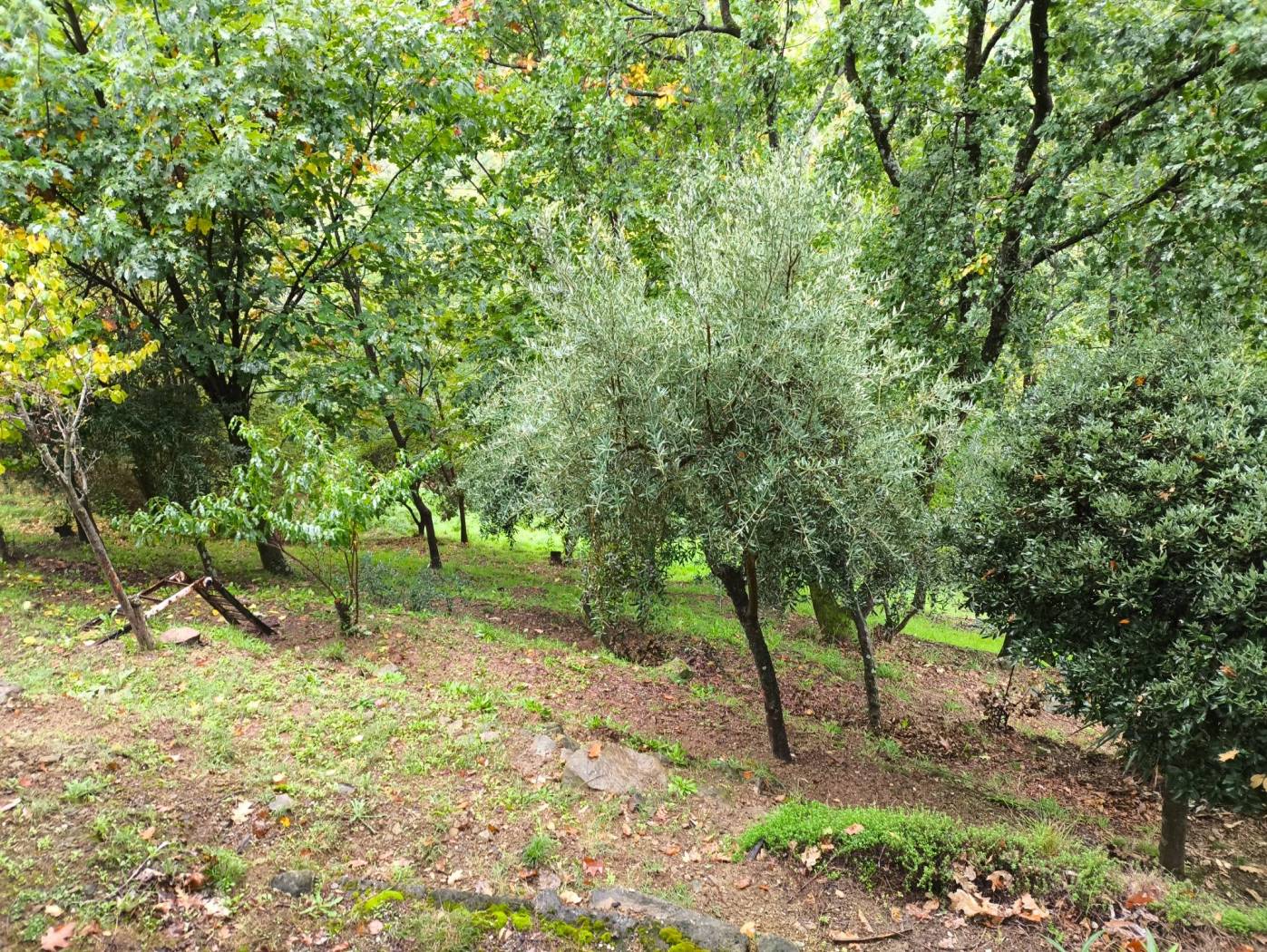 Terreno