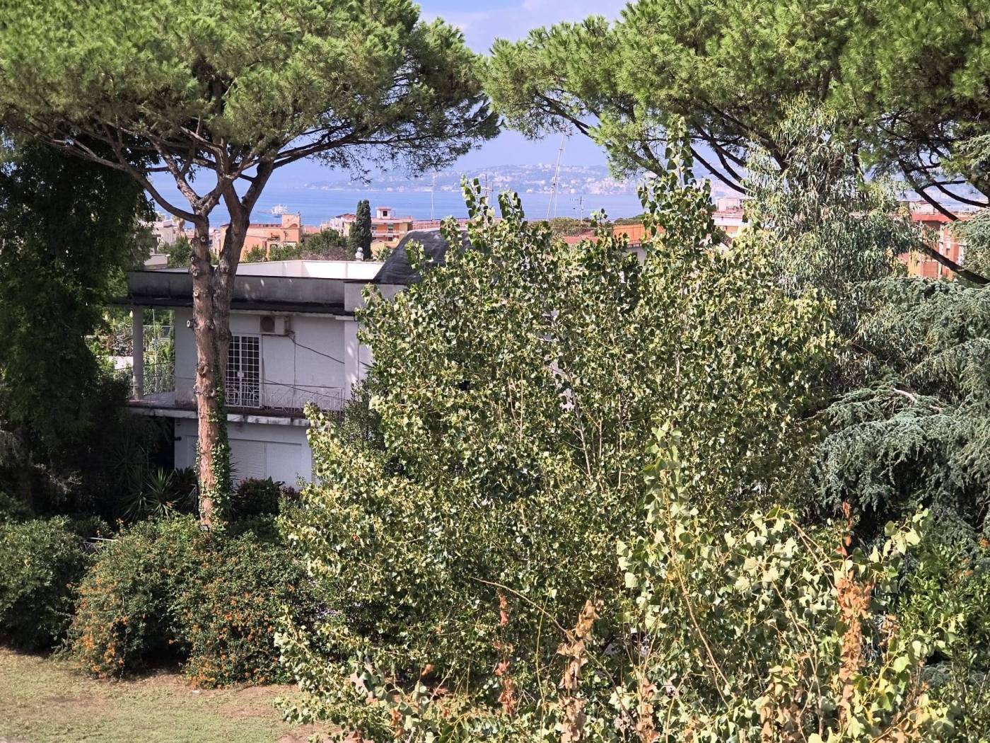 Vista