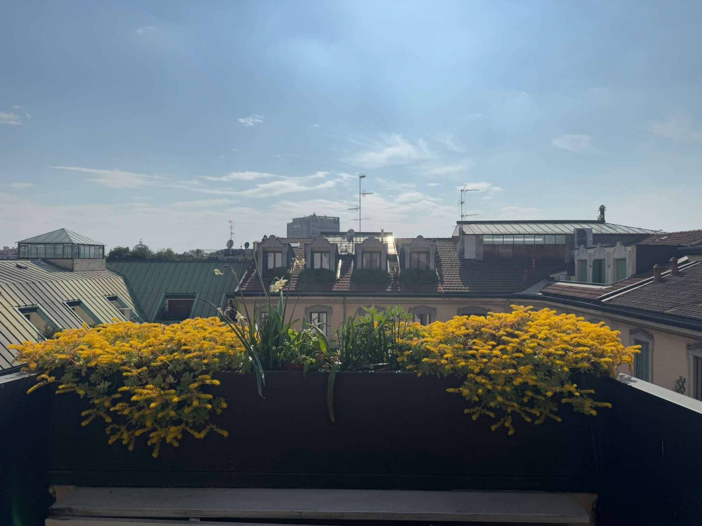Vista