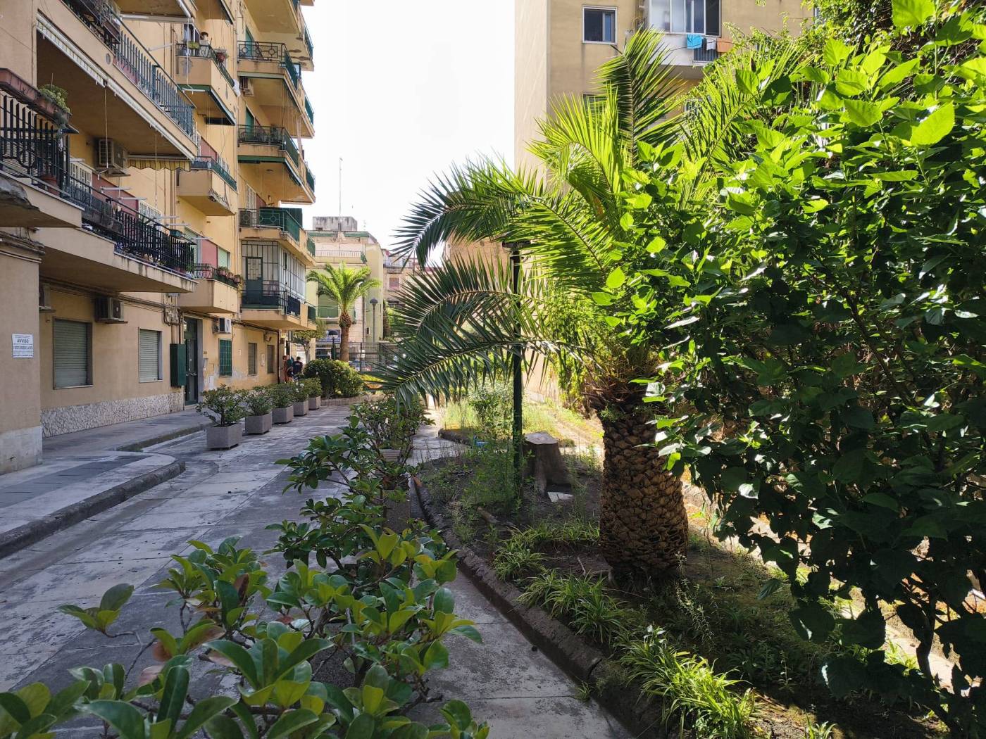 Giardino