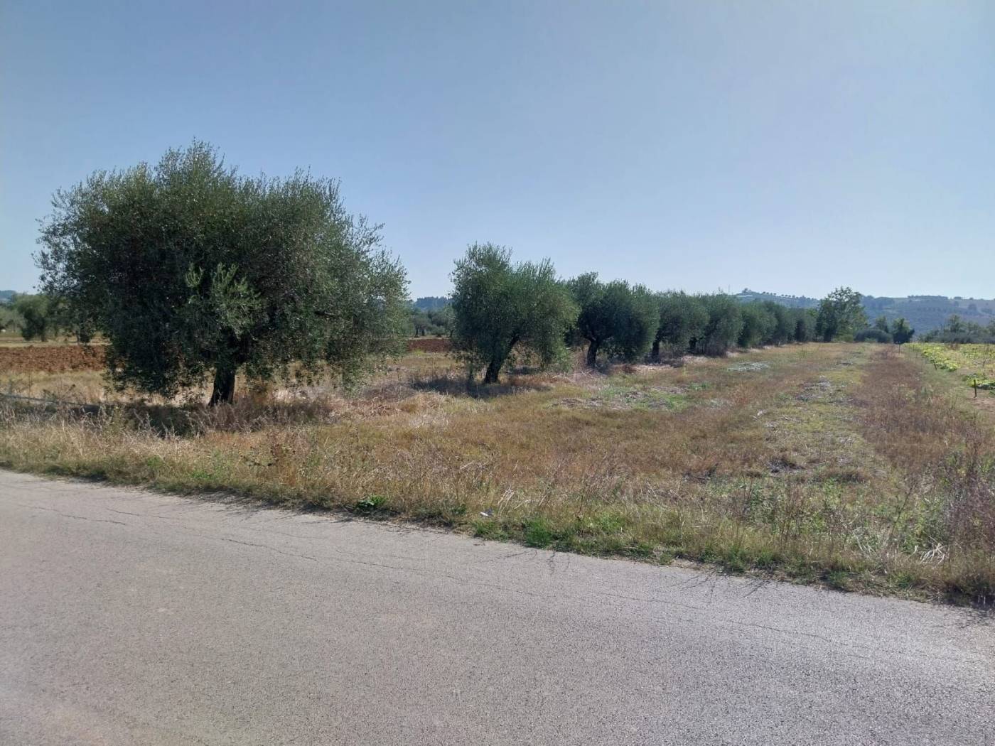 Terreno