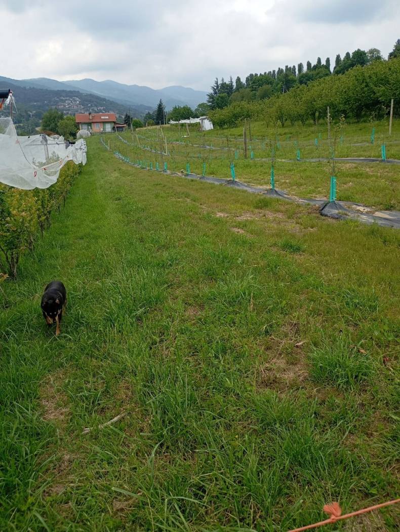 Terreno