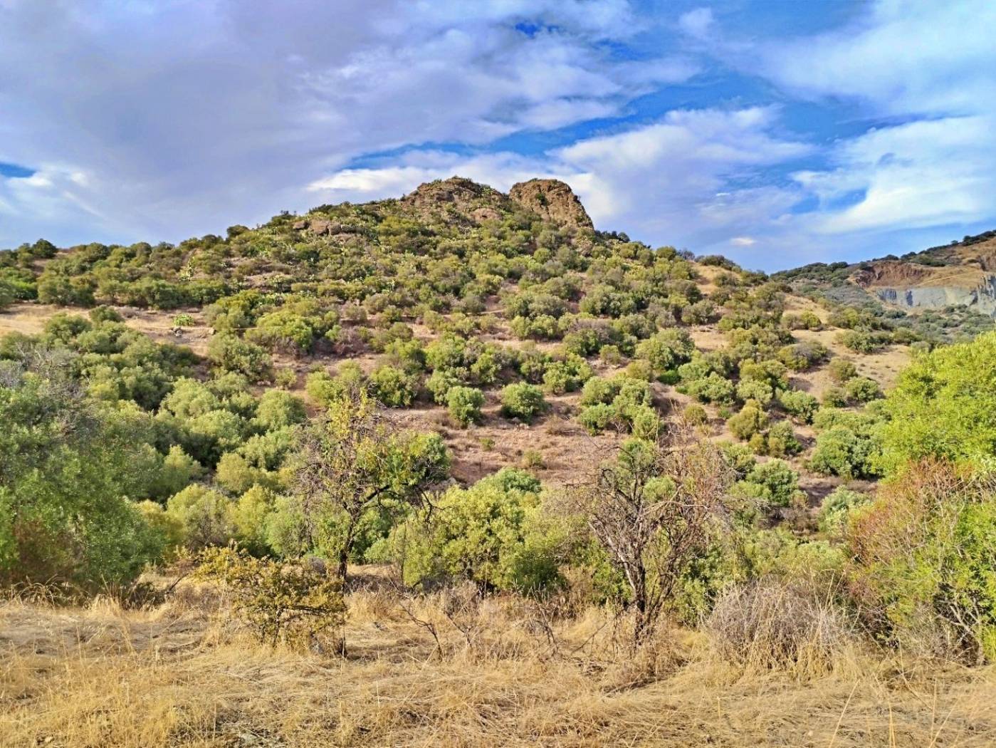 Vista
