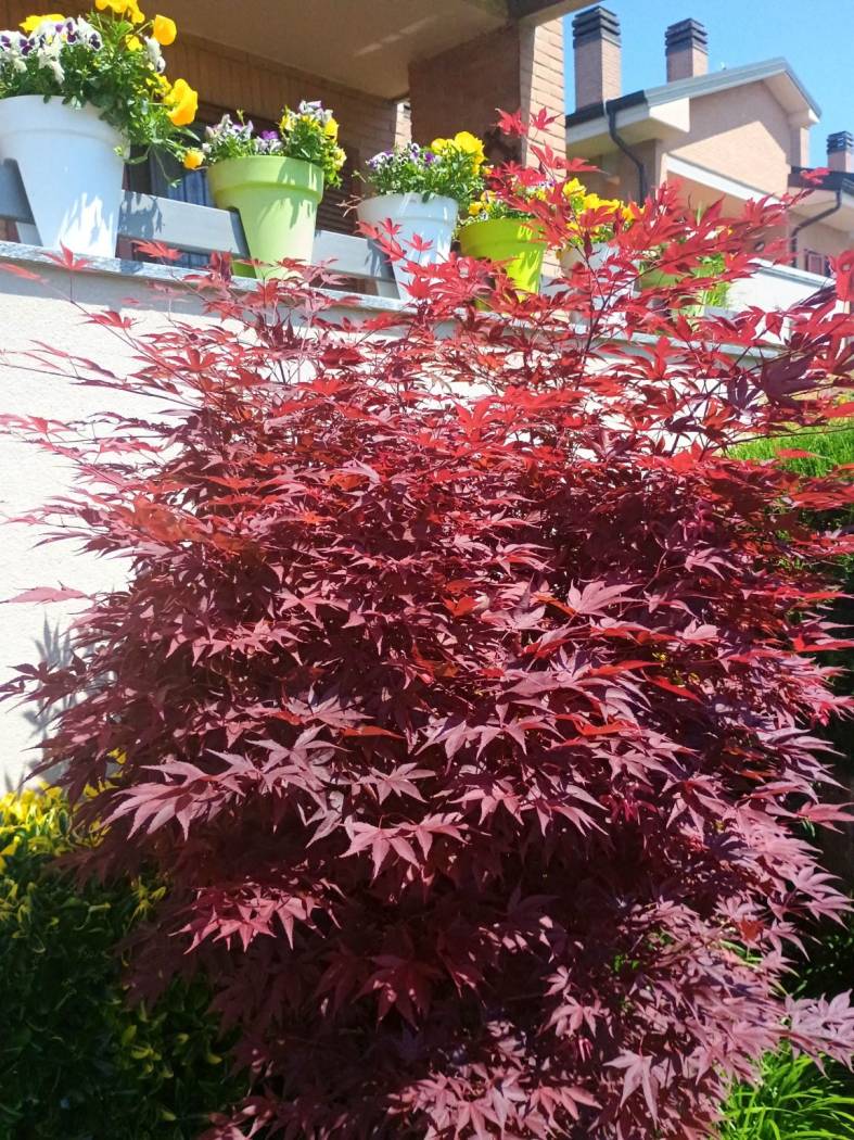 Giardino