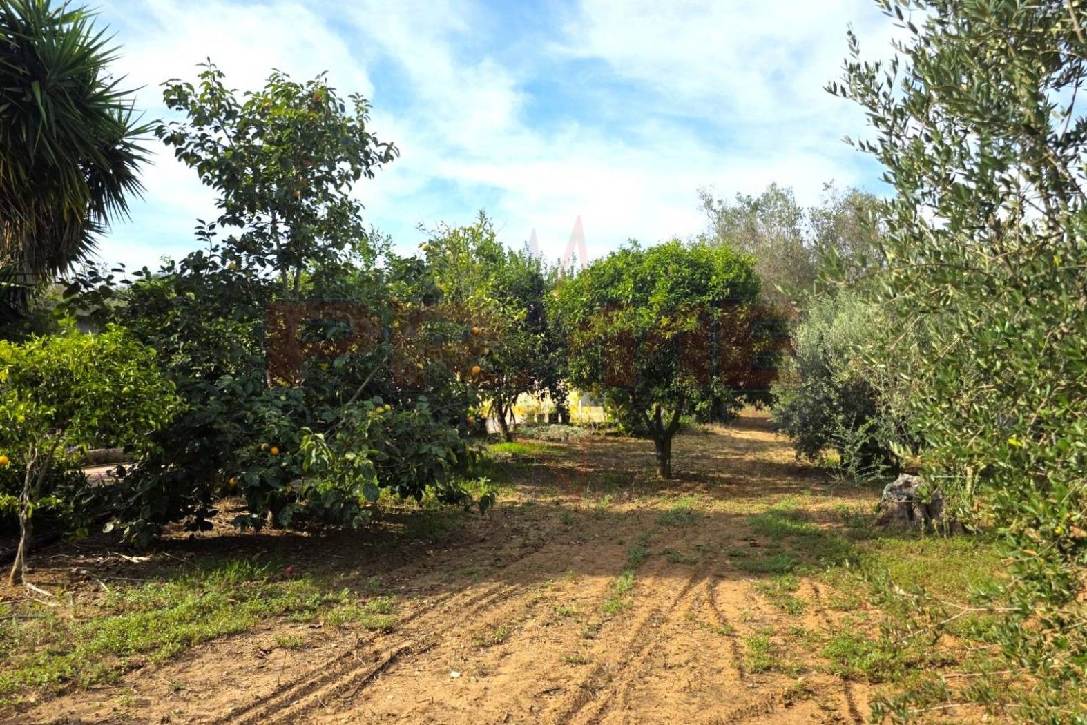 Terreno Terreno