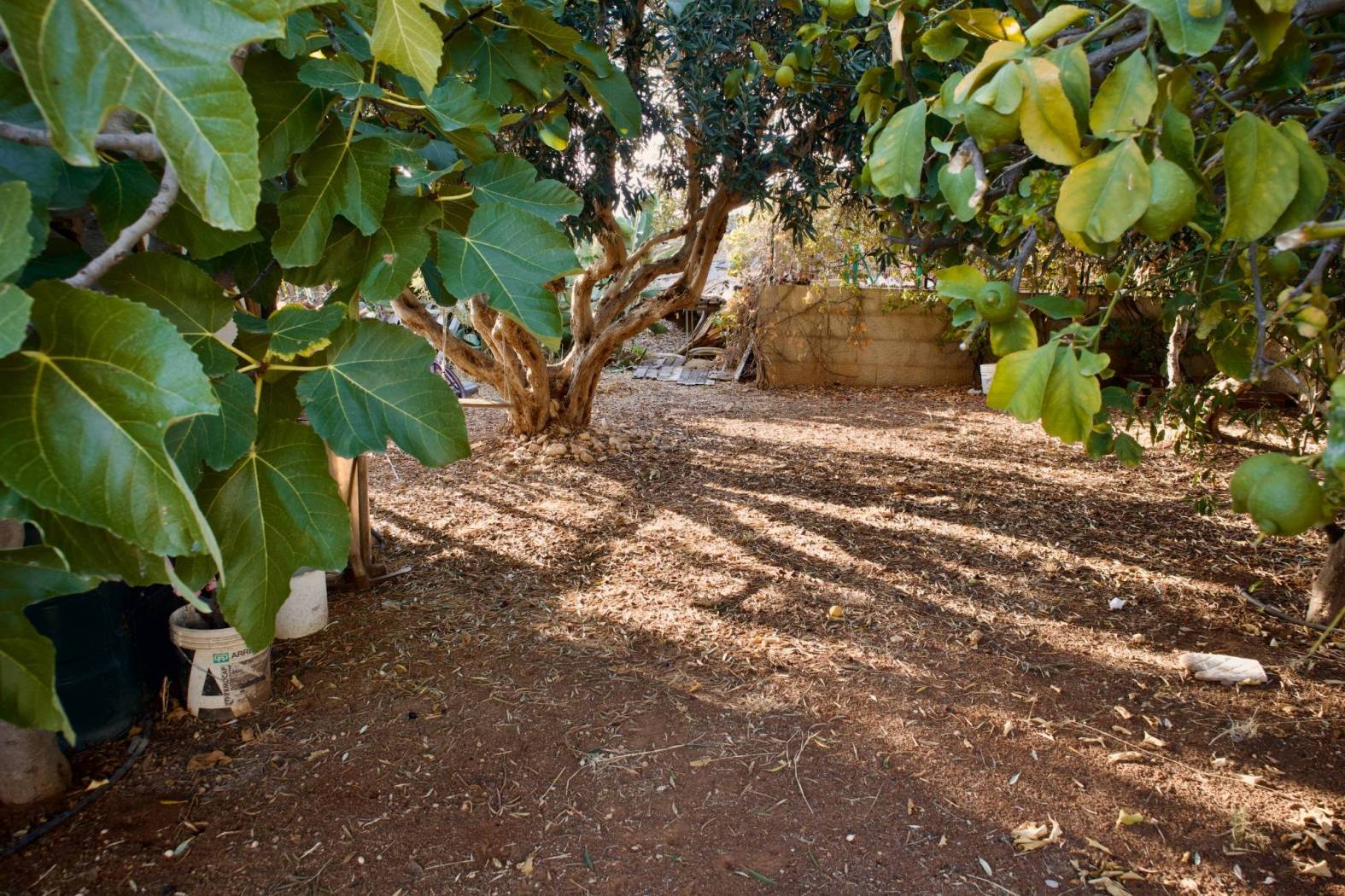 Giardino