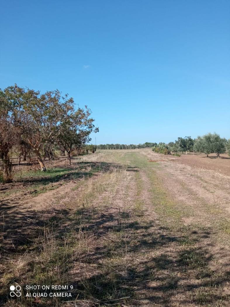 Terreno