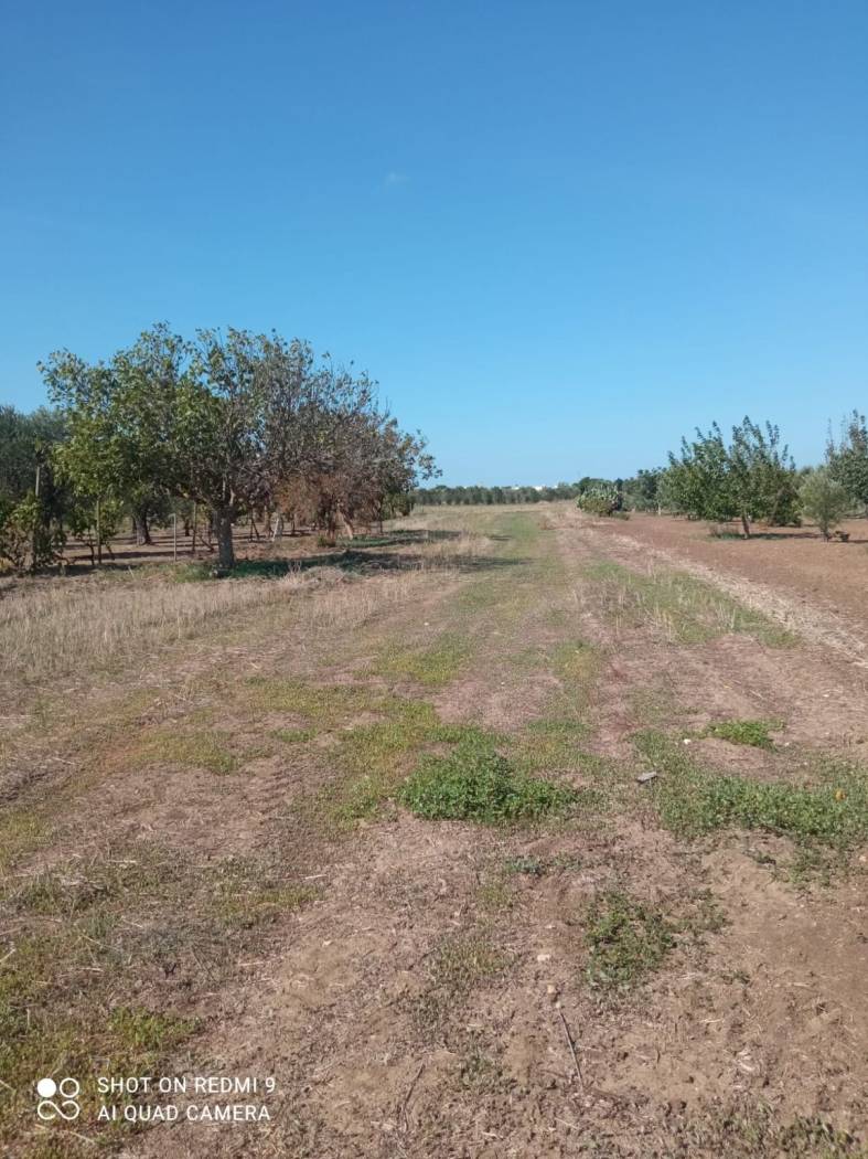 Terreno