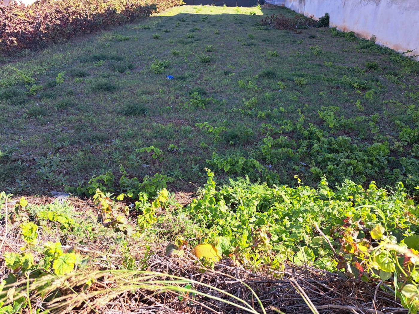 Terreno