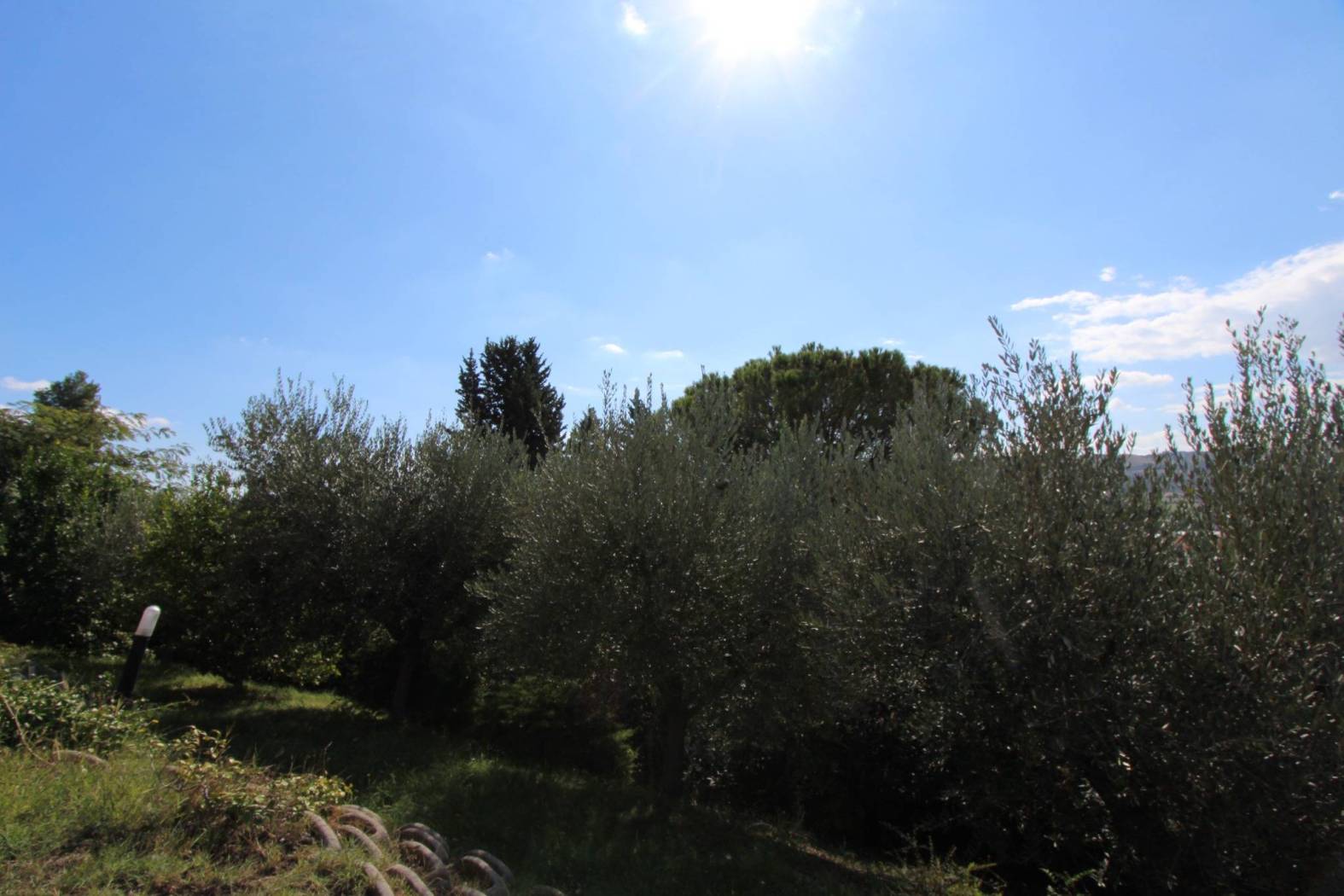 Giardino