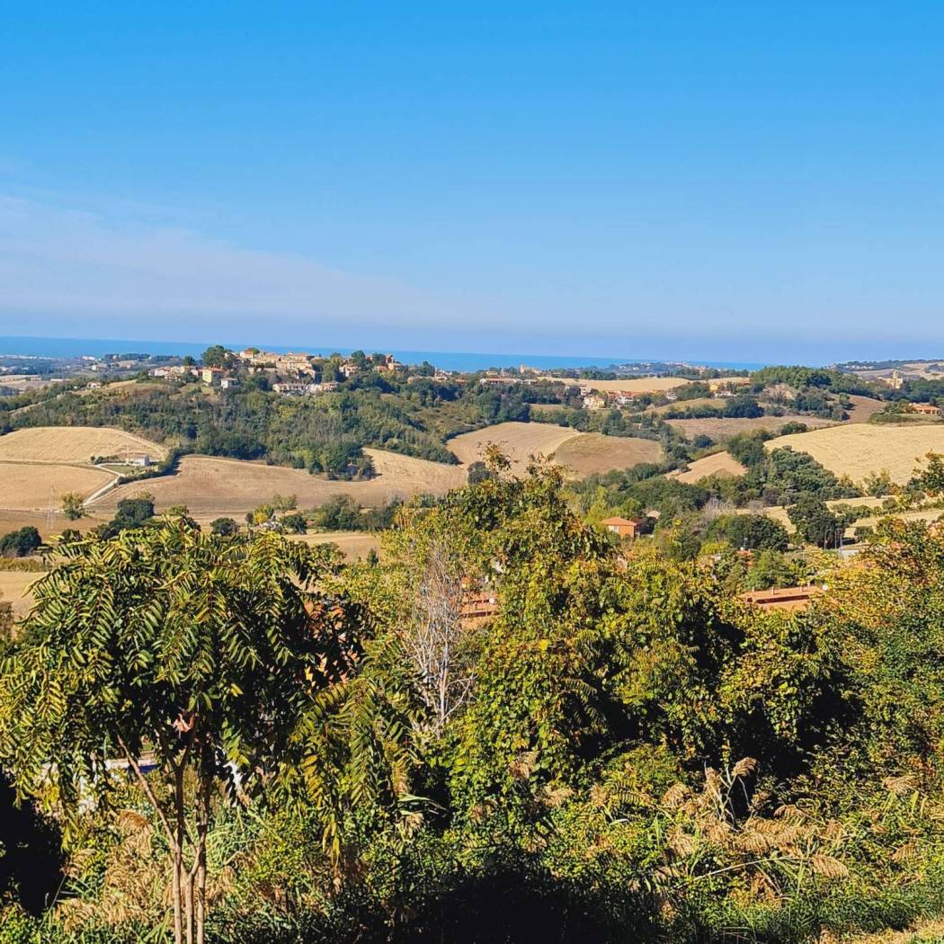 Vista