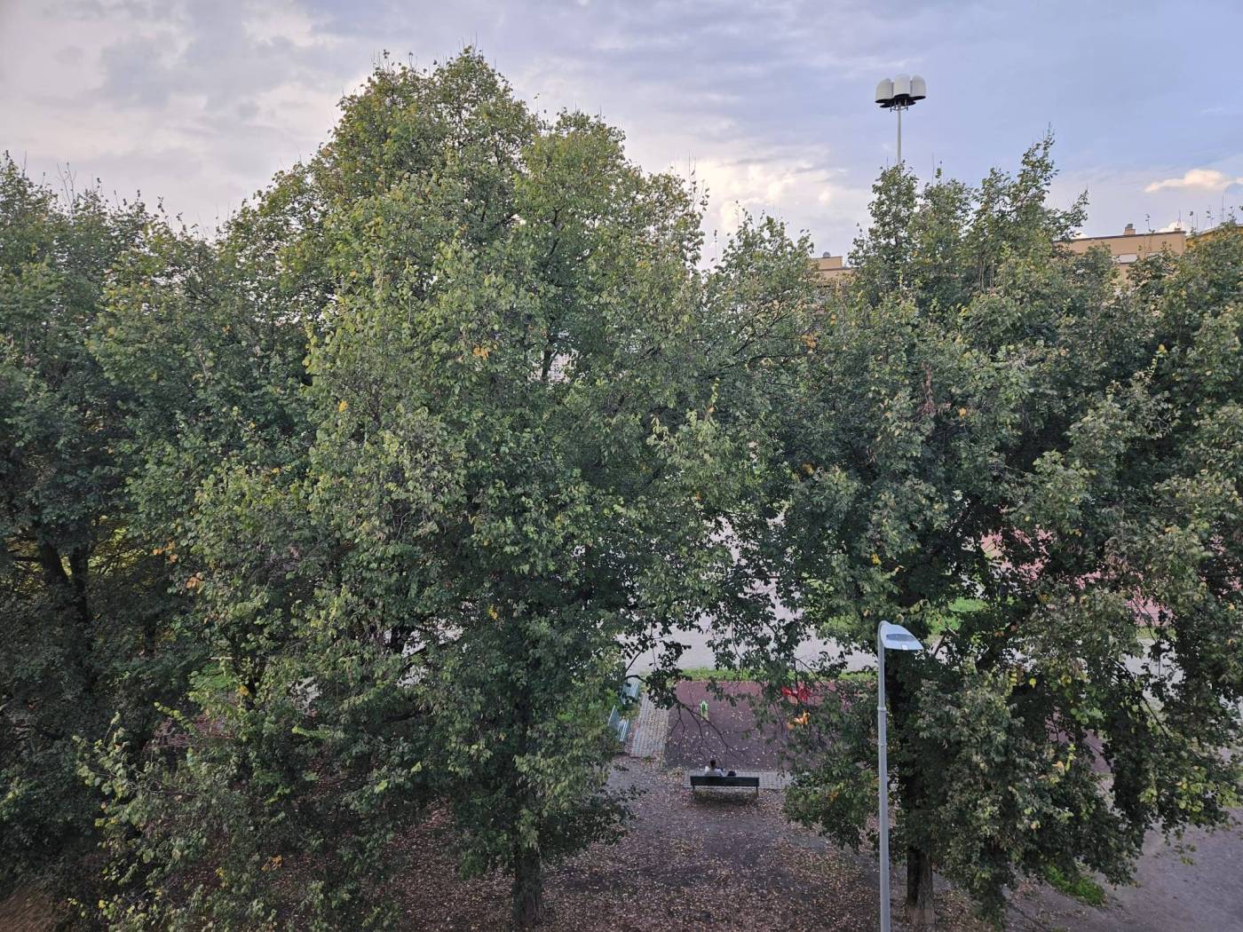 Vista