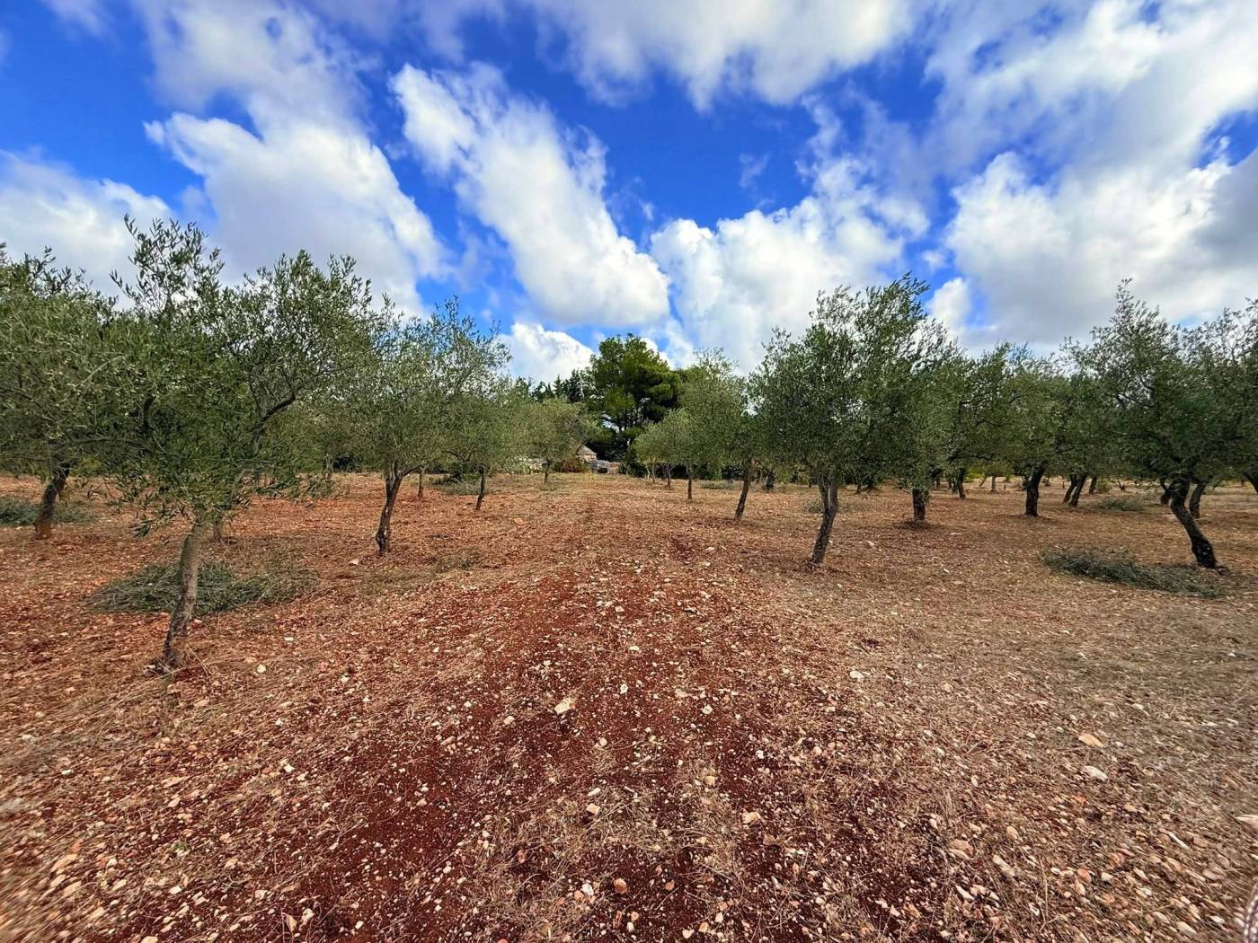 Terreno