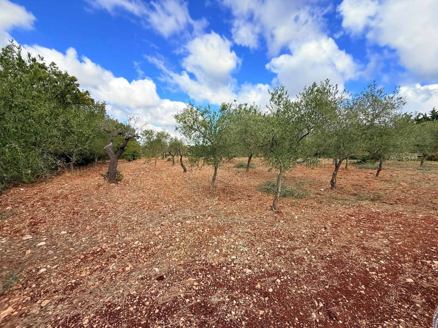 Terreno