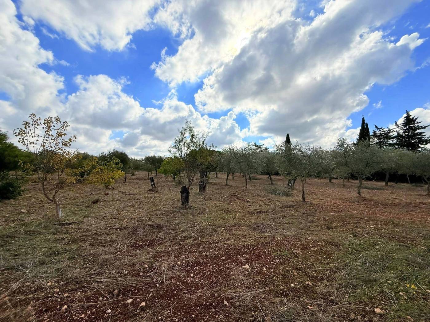 Terreno
