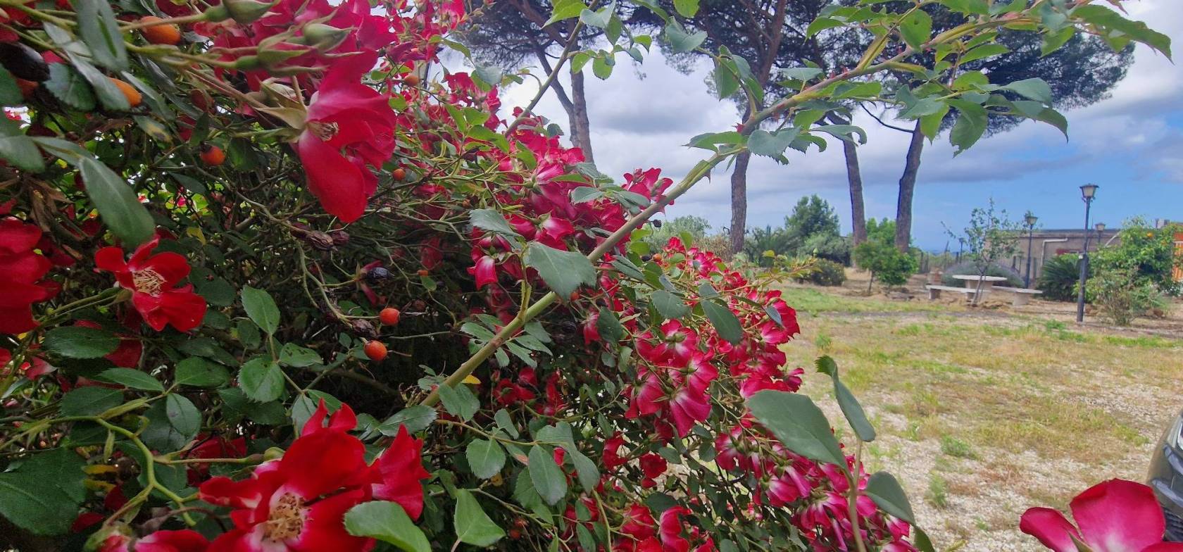 Terreno