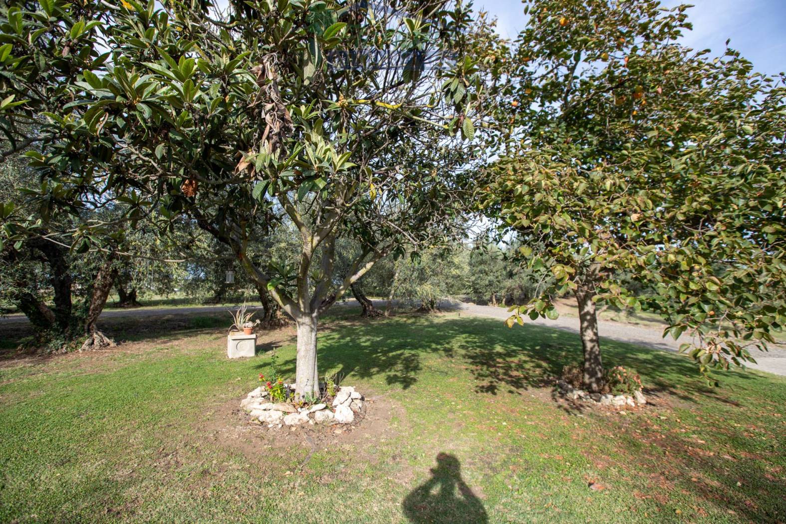 Giardino