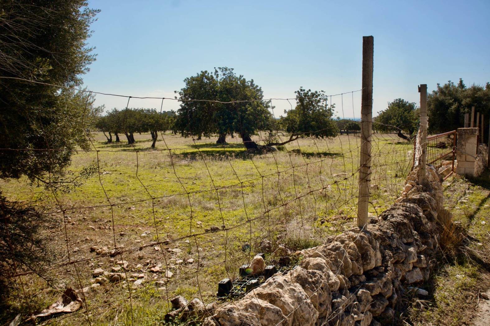 Terreno