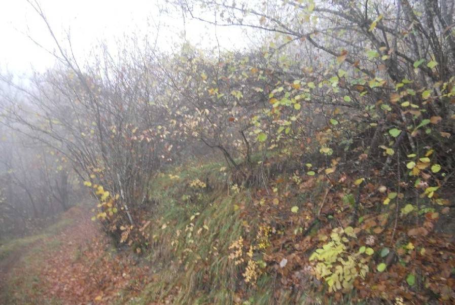 TERRENO A PASCOLO TERRENO A PASCOLO